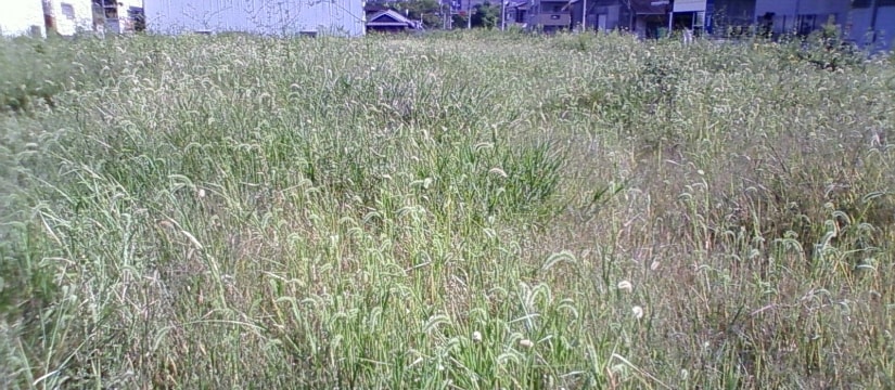 所有地の草刈