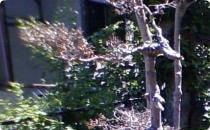 樹木の殺虫・消毒